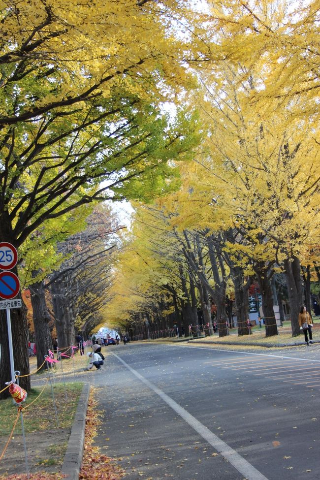 2019年11月3日～5日まで北海道旅行に行ってきました。今回は2日目の札幌観光編です。ちょうど紅葉の時期だったので北海道大学のイチョウ並木を見たり、旧北海道庁に行きました。<br />1日目は夕方に東京から札幌に行き、2日目は昼に帯広に行くというスケジュール。札幌を観光できる時間は1時間だけでしたが、楽しめました。<br /><br />北海道旅行記その1 札幌で美味しい海鮮&amp;マイステイズプレミア札幌パーク宿泊記↓<br />https://4travel.jp/travelogue/11573238