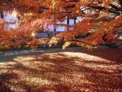 晩秋の京都⑤（３日目前半）☆東福寺・即成院☆2019/11/29