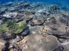 晴れ男の初めての慶良間諸島　阿嘉島へ　なのに台風ですか～！　の3泊4日（3日目と4日目）