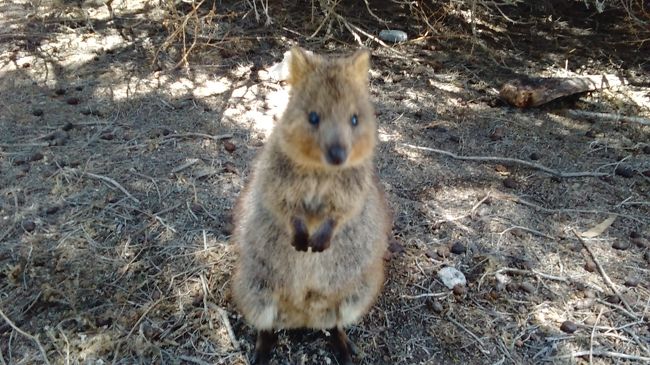 ANA直行便でパースへ行ってきました。<br />いよいよ世界一幸せな動物と言われているクオッカにご対面です。<br />パースから電車でフリーマントルへ行き、高速船でロットネスト島へ渡りました。日帰りです。