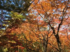 美しい北の丸公園の紅葉と大久保ランチ