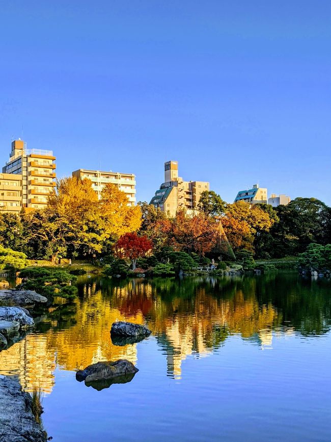 都内の紅葉もそろそろ見納め。せっかくの晴れの週末なので清澄庭園へ散策にいきました。<br />清澄庭園の紅葉自体はささやかにしかないので、がっつり紅葉を見たい方にはむきませんが、綺麗に整備された庭園とたくさんの野鳥が楽しめました。