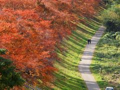 2019秋の紅葉散策③～京都八幡･背割堤桜並木