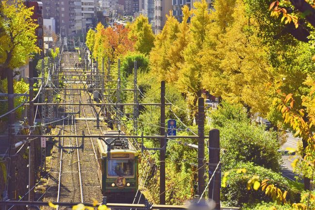 都電荒川線（東京さくらトラム）沿線に綺麗に色付いたイチョウ並木を見に明治通り周辺を散策してみました。