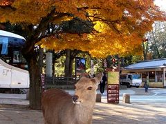 奈良の紅葉・黄葉 ! 奈良公園