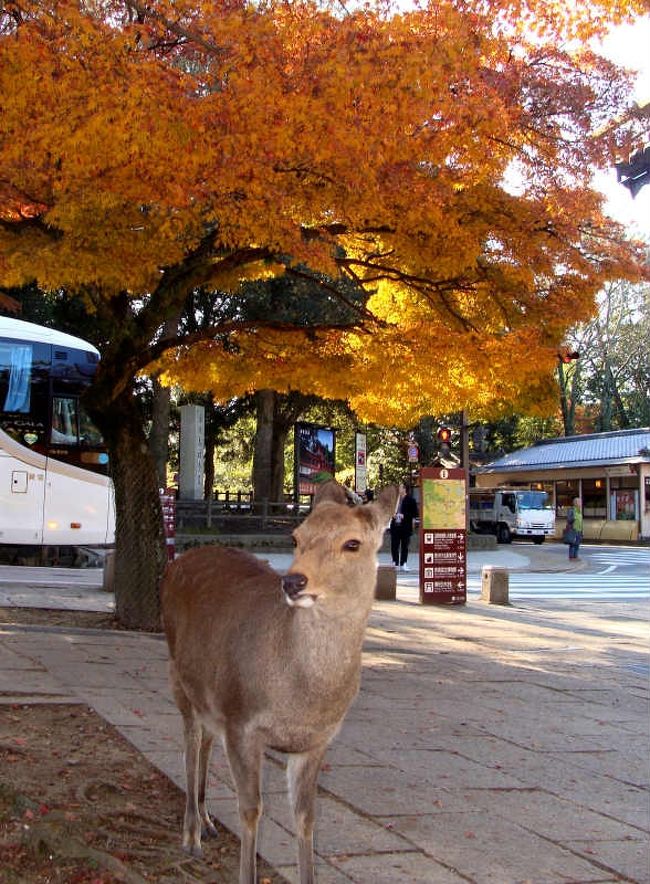 奈良の紅葉・黄葉 ! 奈良公園