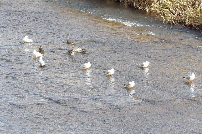 　柏尾川の水辺に群れる野鳥が、秋は川鵜（カワウ）や白サギ（https://4travel.jp/travelogue/11568842、https://4travel.jp/travelogue/11571388）であったが、今日はカモメとカモになっている。初冬となって柏尾川も冬景色したということのようだ。<br />（表紙写真は柏尾川に群れるカモメとカモ）