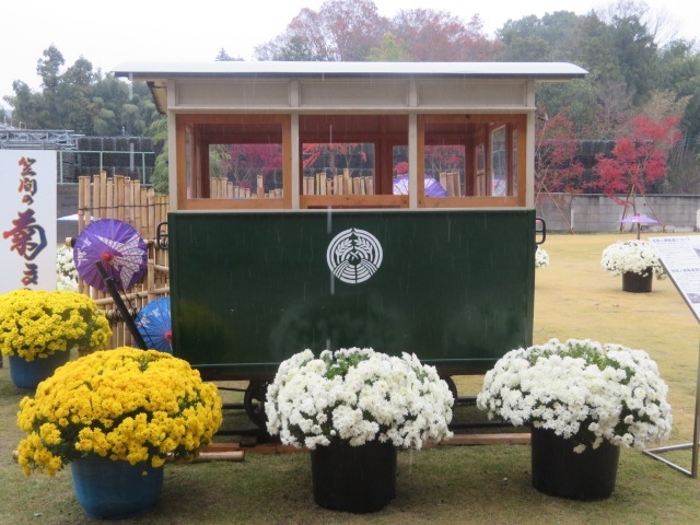 茨城県笠間市で毎年行われている「笠間の菊まつり」を見てきました、今年は第112回で10月19日から11月24日まで実施されました、笠間一の観光地である日本三大稲荷の笠間稲荷神社境内では大規模な菊人形展が開かれていました、菊まつり中は市街地に綺麗な菊の花が何か所か展示されていました。<br /><br />かさま歴史交流館井筒屋と大町ポケットパークに展示されていた菊を見てきました、見物客も多くいました、井筒屋は元は老舗の旅館で木造３階建て、平成30年4月に観光の拠点としてオープンしました。<br /><br />菊まつりを見てから門前通り沿いにある雑貨販売とカフェの「ラ・ミディ」に入りました、店内には笠間中心の作家の作品が展示販売されていました、連れが雑貨品を買いました、又、そばにある「ひげのカフェ」でコーヒータイムをしました、落ち着けるお店でした。
