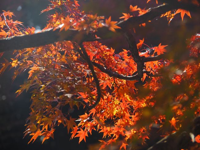 紅葉も時期が過ぎようとしています。<br />それでも紅葉を楽しもうと思って、新聞の紅葉だよりを見ようとしたら、もうその欄がなくなっています。<br />その紅葉だよりでは、たしか城南宮の紅葉の仕方がスローペースだったことを思い出しました。<br />そこでインターネットで調べると、「見頃を迎えています」の文字が目に入りました。<br />さっそく城南宮で残り紅葉を楽しもうと、出かけました。<br />きれいな紅葉、そんなに密集していませんが、それが城南宮の神聖な雰囲気に合っています。<br />城南宮庭園の散策、残り紅葉ですごく楽しむことができました。<br /><br />【写真は、城南宮平安の庭の紅葉です】<br />
