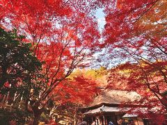 2019紅葉　「石の寺」教林坊の紅葉・落葉と庭園（14）