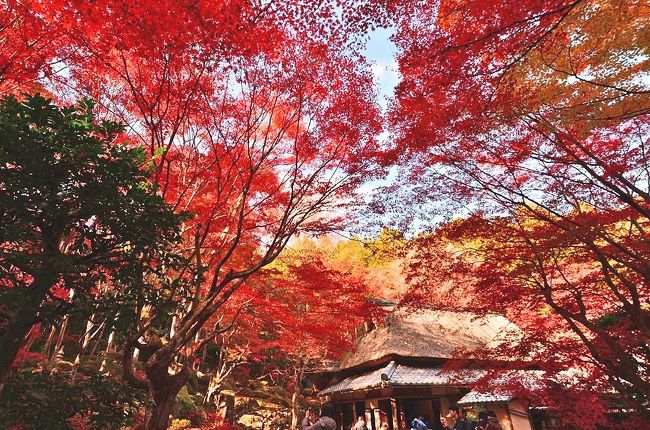 2019紅葉　「石の寺」教林坊の紅葉・落葉と庭園（14）