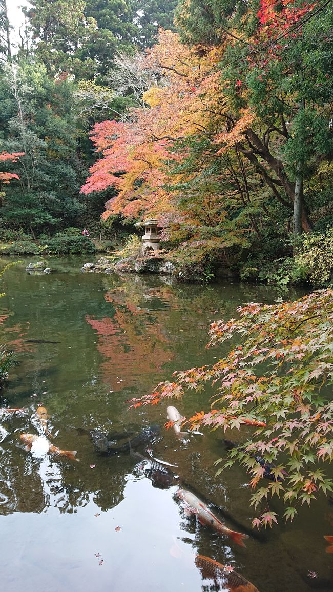 成田山の紅葉が真っ盛り。