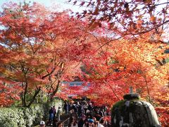 2019秋 紅葉の永観堂と京都市動物園