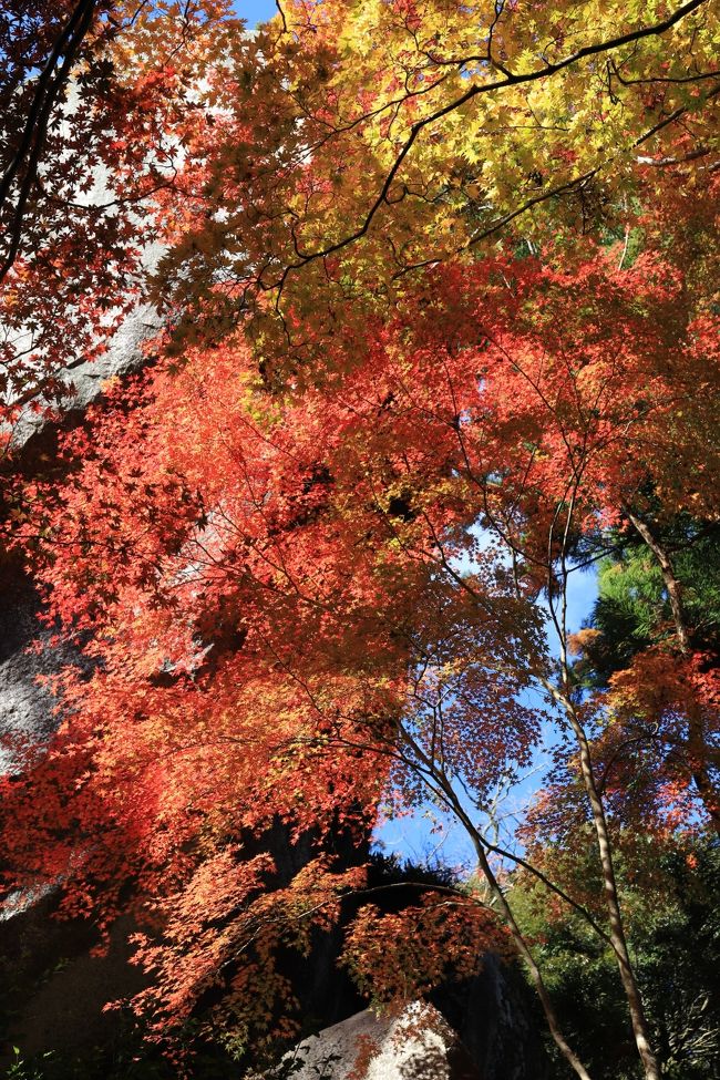 晴天の笠置の紅葉ですぅ。