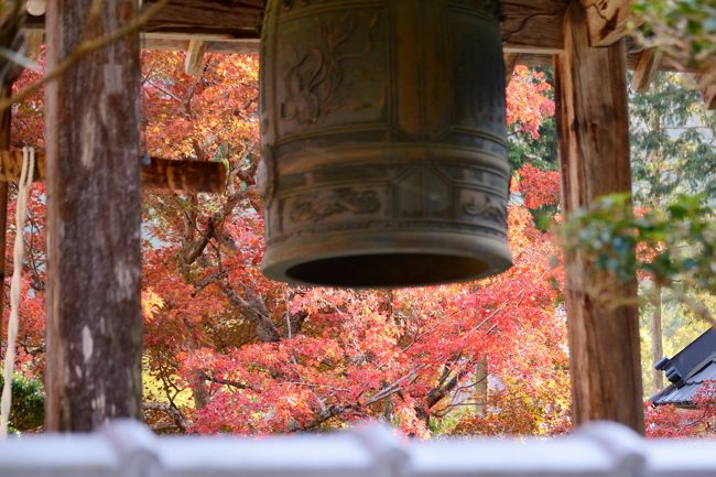 丹波市に出掛けて、白毫寺・三寶寺・石龕寺で紅葉を楽しむ。<br /><br />遅めの出発したので、丹波市で最初に立ち寄ったのが、キャンプリゾート森のひととき。<br />ここのレストラン「ハートフィールド」で昼食を食べる。<br /><br />・白毫寺<br />　慶雲2年（705）開基された天台宗の古刹。山紫水明の環境に囲まれた境内には、人間界と仏界を結ぶとされる太鼓橋が架かり、橋下の心字池には数百尾の錦鯉や真鯉が群れる。4月の桜にはじまり石楠花、藤、セッコク、睡蓮、ハスと四季の花々が楽しめ、特に5月の九尺藤はシャワーのように垂れ下がって人々を魅了します。また、錦織りなす秋は紅葉も風情があります。寺宝に五種鈴と南北朝時代の領主赤松氏の宝篋印塔、春日局の父、斎藤利三直筆の下知状が残されています【兵庫県公式観光サイトより】<br /><br />・三寶寺<br />　文明４年（室町時代）に臨済宗の傑僧快川和尚の命により本堂に鎌倉仏といわれている、十一面観世音菩薩が安置されている寺として太宗和尚が建立されました。燃えるような紅葉に囲まれた参道を通り山門をくぐると本堂には、十一面観世音菩薩様を参拝することができます。本堂は、新井神社の西方穏やかな丘陵地ふもとに存在し、後方には高見山城跡を背負った清閑な地に東向きに立っています。秋になると紅葉見学と十一面観世音菩薩様のお参りに多くの人が訪れます【丹波市観光協会より】<br /><br />・石龕寺<br />　縁起書によると、587年に聖徳太子により創立された名刹。山門へとつづく長い坂道を登ると、約760年前に作られた金剛力士像が出迎えてくれます。また、足利尊氏とその子供が身を寄せていたこともあり、足利家とゆかりの深い寺としても知られています【兵庫県公式観光サイトより】<br /><br />・入山料　<br />　　　白毫寺　３００円　<br />　　　三寶寺　無料　<br />　　　石龕寺　３００円　　　<br /><br />・無料駐車場　有り