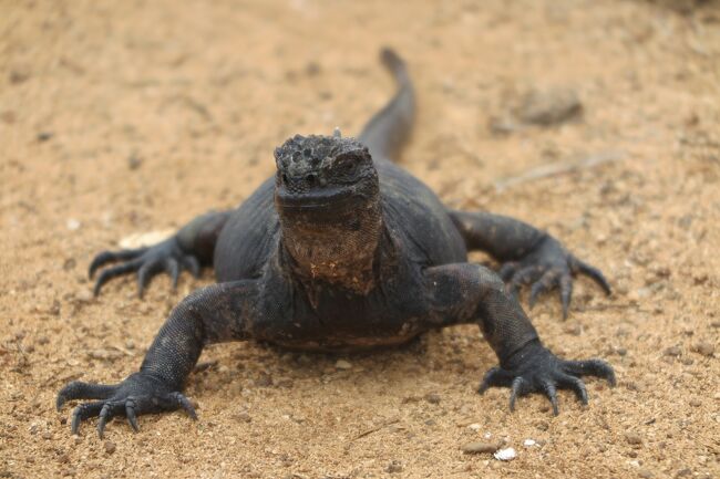 #139　ガラパゴス諸島　ベイツアーとイサベラ島への移動　-2019エクアドル３-