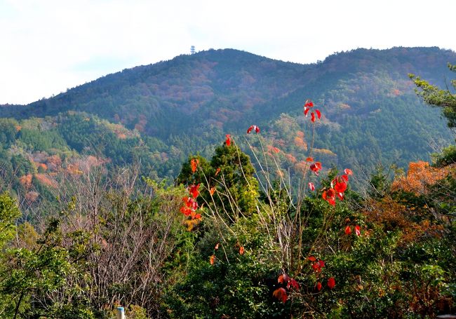 ２０１９年最後の山歩きは、豊田市の六所山（６１１ｍ）と焙烙山（６８４ｍ）。焙烙山は合併前の豊田市の最高峰。平日で、他に登山者もなく静かな山歩きが楽しめた。時間があったので、ちょっと寄り道をして、松平郷（高月院、松平東照宮）を訪ねた。<br />１．	コースタイム<br />・０９３０　総合野外センター西駐車場<br />・１０００	見晴台<br />・１０１０－１０１５　六所山（６１１ｍ）<br />・１０３５	きつねコース登山口<br />・１０４５	うさぎコース登山口<br />・１０５０	東駐車場<br />・１１００	焙烙山近道入口<br />・１１２０－１１２５　焙烙山登山口　若人の森<br />・１１４０－１２０５　焙烙山（６８４ｍ）<br />・１２３０	焙烙山近道入口<br />・１３００	西駐車場<br />２．登山道の様子<br />登山道は標高差も少なく、よく整備されていて歩きやすい。道標も随所にある。<br />