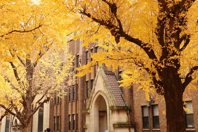 13年ぶりに東大キャンパスを訪ねました。<br />晩秋から初冬にかけて、東大キャンパスはイチョウの黄色につつまれることで有名ですが、今回は綺麗なモミジにもめぐり合うことができました。<br />