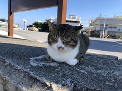 沖縄の大好きを巡る②～南部の海と天ぷらと猫の島♪ただいま☆ホテルムーンビーチ♡-(´ε｀ )～