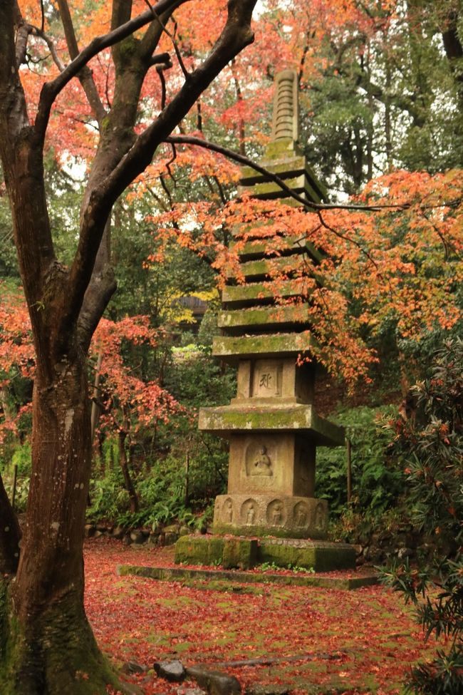 暮らすように旅をするのは、普通のツアーには感じられない魅力を感じて、この旅を自分で企画しました。<br /><br />クラブツーリズムの５日間、京都フリー旅に便乗して、泊りだからこそ行ける旅を楽しんできました。<br />反省もあり、今後の旅に生かしたいと思います。<br /><br />１日目<br />午後京都着なので、まだ見頃の北野天満宮のもみじ苑<br />２日目<br />八坂神社、祇園、清水寺、円山公園、知恩院<br />３日目<br />海の京都、伊根<br />４日目<br />真如堂、金戒光明寺、真如堂、法然院、銀閣寺、哲学の道、大豊神社、永観堂、南禅寺<br />５日目<br />毘沙門堂、東本願寺<br /><br />総歩数１０万歩越え、今回新しく超広角レンズを購入したので、リュックが余計重くなった。<br />寺院の多くは三脚或いは一脚を禁じているので、持参しませんでした。<br /><br />表紙の写真は知恩院