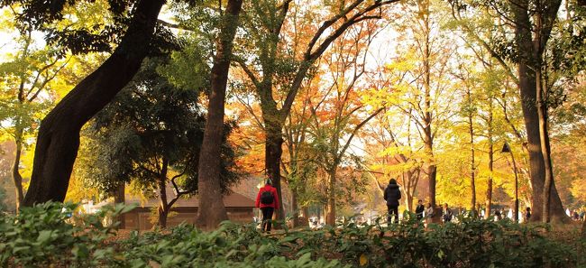 上野恩賜公園は開園140余年となる日本の都市公園を代表する都立公園なのだそうです。徒歩圏なので、混んでいる時期は避けながら、折に触れて親しんでいる公園ですが、紅葉を確かめに行ったついでに、真ん中辺りの景色や建物などをカメラに収めてみました♪<br />＜上野恩賜公園＞<br />「明治６年の太政官布達によって、芝、浅草、深川、飛鳥山と共に、日本で初めて公園に指定されました。ここは、江戸時代、東叡山寛永寺の境内地で、明治維新後官有地となり、大正１３年に宮内省を経て東京市に下賜され「恩賜」の名称が付いています。<br />上野公園は、上野の山と呼ばれる台地と不忍池からなり、個性豊かなみどりや水辺景観が形成されており、都民の憩いの場となっています。また博物館や美術館、動物園など多くの文化施設が集積しており、質の高い芸術文化に親しむことができます。（東京都建設局による「上野恩賜公園公式ＨＰ」からの抜粋）」<br /><br />　　　　　　　　（２０１９．１２．１４　記）<br />