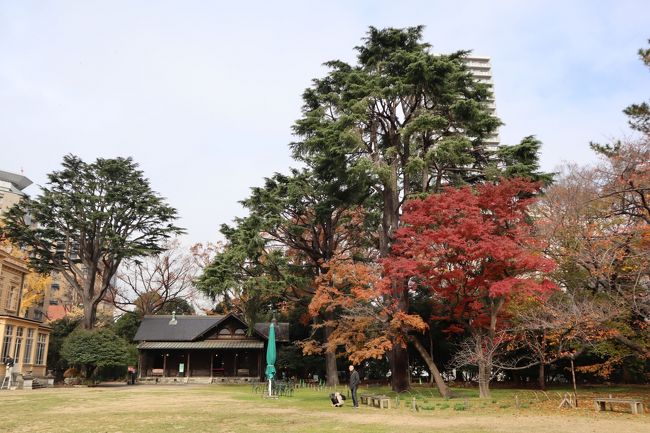 旧岩崎邸庭園のある場所は、江戸時代、越後高田藩榊原家(さかきばらけ)屋敷のあったところです。岩崎邸建設時に、屋敷内にあった大名庭園を和洋併置式(わようへいちしき)の「芝庭」に改造しました。この芝庭は日本の近代庭園の原点といわれています。<br /><br />芝庭の廻りには、モッコク・モミジ・イチョウ・サクラ・ヒマラヤスギなどが植えられいます。ちょうどイロハモミジの紅葉とイチョウの黄葉が見事でした。芝庭奥の樹林地には、江戸時代の記憶を留める、灯篭・多重塔・記念碑・石祠などが残されています。<br /><br />撞球室(どうきゅうしつ、ビリヤード場)も、ジョサイア・コンドルが設計しています。当時の日本では珍しいスイス の山小屋風の造りとなっています。全体は木造建築で、校倉造り風の壁、刻みの入った柱、軒を深く差し出した大屋根など、アメリカの木造ゴシックの流れを組むデザインです。