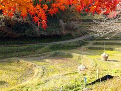 癒しの風景、明日香村『稲渕棚田』