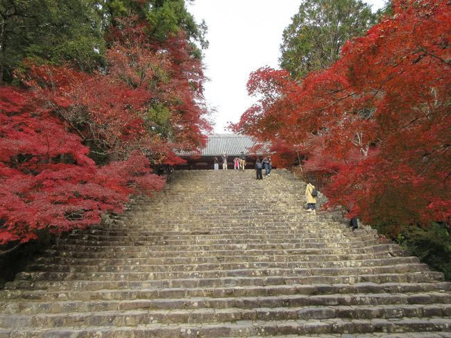 高雄バス停から清滝川へ降りて神護寺を目指しました。参道の長い階段を息を切らしながら上った先にみごとな紅葉がありました。かわらけ投げをしたり、写真を撮ったりしてゆっくり過ごし、参道の階段を下り高雄橋へ戻りました。<br />川沿いを歩き西明寺参道のきれいな指月橋にやってきました。本堂までゆっくり歩いて３分の案内に励まされ山門へ行きました。こじんまりした庭園は苔とモミジがきれいでした。訪れる人が少なく静かでした。<br />その後バス通りに出て高山寺の表参道へ行きました。工事中で工事車両や山肌が見えて荒れた状態でした。大型台風の被害が大きくて金堂に行けず、石水院に寄りました。石水院の縁側に多くの人が座って紅葉を眺めていましたが、紅葉の盛りは過ぎていて景色よりは鳥獣戯画の複製などをじっくり見ました。<br />団体客が来る人気の寺院でしたが、被害が大きくて驚きました。栂ノ尾バス停から市内にバスで戻りました。神護寺の石段は辛かったです。