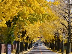 天理市のイチョウ