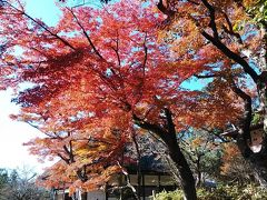 鎌倉２０１９紅葉　【１】明月院・浄智寺・円覚寺