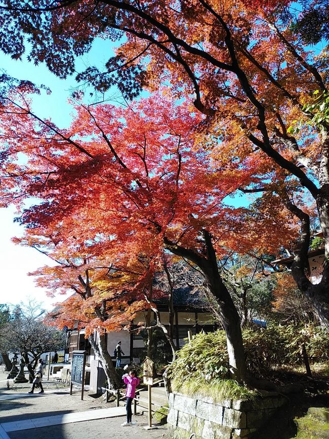 今年は秋が暖かかったので、12月第2週でも鎌倉は紅葉シーズン真っ盛りでした。明月院にはアジサイで行ったことありますが、紅葉では初めてです。また初めて一乗恵観山荘に行き、山荘と紅葉のコラボの美しさに驚きました。そして3年前と同様、長谷寺では紅葉ライトアップを見ました。日の当たる紅葉の美しさと素晴らしいライトアップに感動しました。<br /><br />---------------------------------------------------------------<br />スケジュール<br /><br />12月8日　自宅－（JR）北鎌倉駅－（徒歩）明月院－（徒歩）浄智寺－<br />　　　　（徒歩）円覚寺－（JR）鎌倉駅－（徒歩）一乗恵観山荘－<br />　　　　（徒歩）鎌倉宮－（徒歩）鎌倉駅－（江ノ電）長谷駅－（徒歩）<br />　　　　　長谷寺－（江ノ電）長谷駅－（江ノ電）藤沢駅－自宅