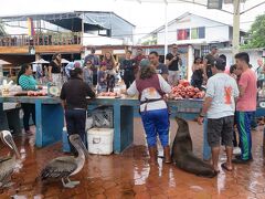 #144　ガラパゴス諸島最終日　プエルトアヨラの魚市場　-2019エクアドル８-