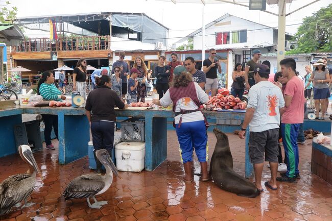 #144　ガラパゴス諸島最終日　プエルトアヨラの魚市場　-2019エクアドル８-