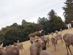 鹿と遊びに奈良へ！