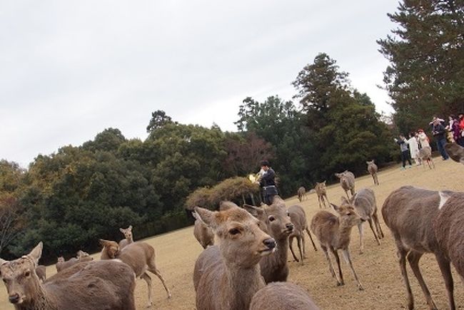 冬の青春１８きっぷを買い、日帰りで奈良へ。<br />神社仏閣はもう何度も行っているので、今回は鹿と遊ぶのを目的に行って来ました。<br />１０時の鹿寄せに間に合うように家を６時に出発。９時に奈良に着き、三条通りをまっすぐ行き飛火野へ。<br />いつもは夏に行くので暑さで動かない鹿ばかりでしたが、今回はすごかった。千円分一気に鹿せんべいを買って持っていたせいで、鹿に襲われました。(笑)<br />注意＞鹿せんべいは１回づつ購入しましょう。<br /><br />午後は奈良町をお散歩して、お土産を色々購入しました。<br />そして柿の葉寿司を夕飯用に買って帰りました。<br />