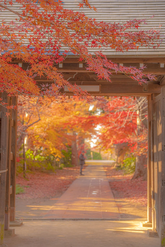 川口市の奥地、盆栽で有名な安行地区は紅葉の名所でもあるのです!<br />混雑することもなくゆっくりと紅葉を楽しんで来ました!