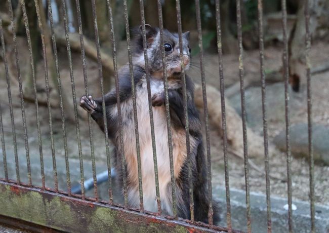 愛媛県立とべ動物園初日　光の動物園