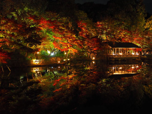 紅葉のライトアップが駅近で観賞できると聞き、東山動植物園にふらりと訪問してみた。<br /><br />場所柄、子供騙しかな(失礼!)と思っていたら、予想に反して見事な紅葉。<br /><br />しかも水面へ映り込みが鮮やかでカメラ次第で映える写真に。<br /><br />シャバーニだけじゃない、凄いぞ東山動植物園。