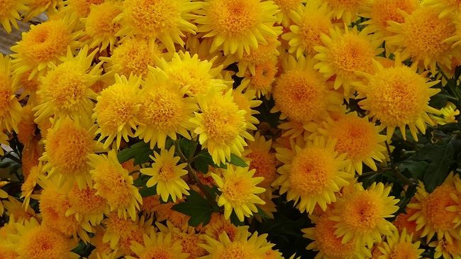 「子福桜」を見に、伊丹スポーツセンターへ行ってきました。<br /><br />ソメイヨシノのような豪華絢爛の桜花ではありませんが、真冬の寒い時期に凍えながら可憐に咲く花。<br />サクランボは見たことがありませんが、1っの花から複数個結実するらしく、そのことから子福桜と呼ばれるようになったとか。<br /><br />伊丹スポーツセンターには、西側の川沿いと北側の塀の近くに合わせて7~8本程度がこの時期に花をつけています。<br /><br />ただ、花が小さくて染井吉野のような豪華絢爛さは無く、ひっそりと咲いていました。<br />初めて子福桜に出会ったのは、熱海市の姫の沢公園でした。<br />https://4travel.jp/travelogue/10116948<br /><br />今日は、バス停から少し引き返して、民家の駐車場に咲く菊の鉢植え等の撮影をして、その後鴻池団地の中からスポーツセンターに入り、子福桜の撮影をし、帰りは北センターのバス停まで歩き、市バスに乗って帰宅しました。<br />写真が多く全体で4冊に成っています。<br /><br />写真は、鴻池1丁目の民家の駐車場で鉢植えとして育てられた豪華絢爛な菊の花。