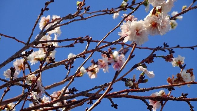 その1からの続きです。<br /><br />写真は、スポーツセンターに咲く子福桜。