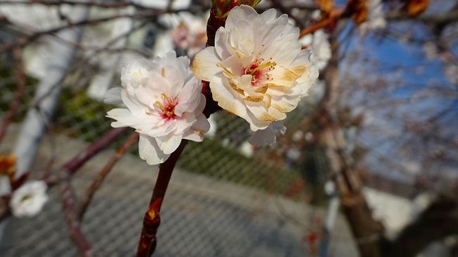その2からの続きです。<br /><br />写真は、伊丹スポーツセンターに咲く子福桜。