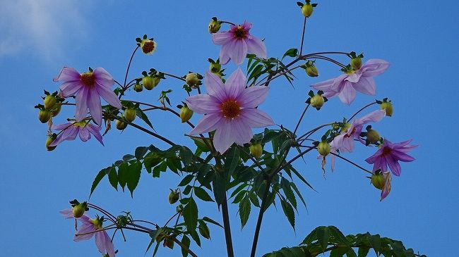 その3からの続きです。<br /><br />写真は、青空に映える皇帝ダリアの花。