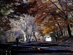 横浜の紅葉　２０１９　馬場花木園、三ッ池公園、四季の森公園他
