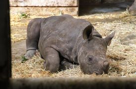 やっぱり動物園は朝が良い　とべ動物園2日目