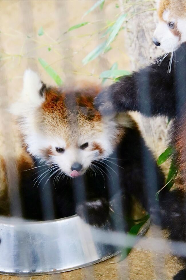 晩秋の北陸レッサーパンダの赤ちゃん詣 ３ 西山動物園 小雨がちで室内展示でもレッサーパンダの赤ちゃんたちをほぼ独り占め 武生 鯖江 福井県 の旅行記 ブログ By まみさん フォートラベル