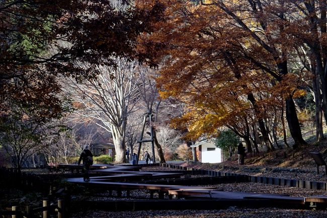 今年の紅葉は暑さのせいかやや遅い。<br />それと、天候が不順で晴れの日に紅葉を見るのにも苦労した。<br /><br />馬場花木園(12/8)　古民家がオープンして魅力が増した。<br />三ツ池公園(～12/14)　桜の名所だが、紅葉も楽しめる。<br />県立四季の森公園(12/16)　紅葉の時期は終盤でやや遅かった。<br /><br />（写真は四季の森公園）