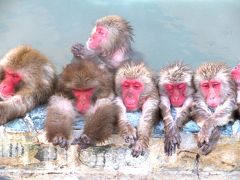 猿も温泉でホッコリ(^O^)・・函館熱帯植物園