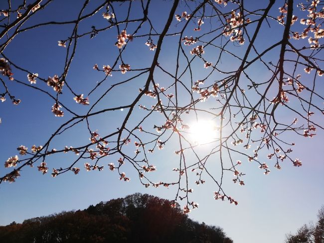 今年最後の旅行となります。<br /><br />先日テレビで紹介された群馬県藤岡の桜山公園の冬桜を見に行きました。<br /><br />当日は陽が射して暖かい一日でした。<br />もぅ少し早かったら紅葉とのコラボが見事だったことでしょう。