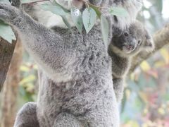 黄葉彩る12月の埼玉こども動物自然公園（後編）カピバラゆず湯やレッサーパンダの双子とコアラの赤ちゃん活躍！～ハニーちゃんの赤ちゃんは見られず