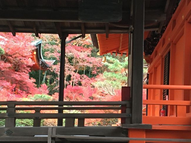 紅葉の京都を散策一人旅。<br />成田、関空JETSTARで片道5000円、新幹線だと片道15000円近くしますから、ところがハプニングが!!この時期、京都のホテルは高いので大阪梅田駅前のビジネスホテル一泊6000円弱で。JR,阪急京都線、嵐山線、近鉄奈良線などが利用でき便利な場所です。<br />散策ですから閑静なお寺で紅葉狩りを!朝5時起きで団体客が行動する前に!